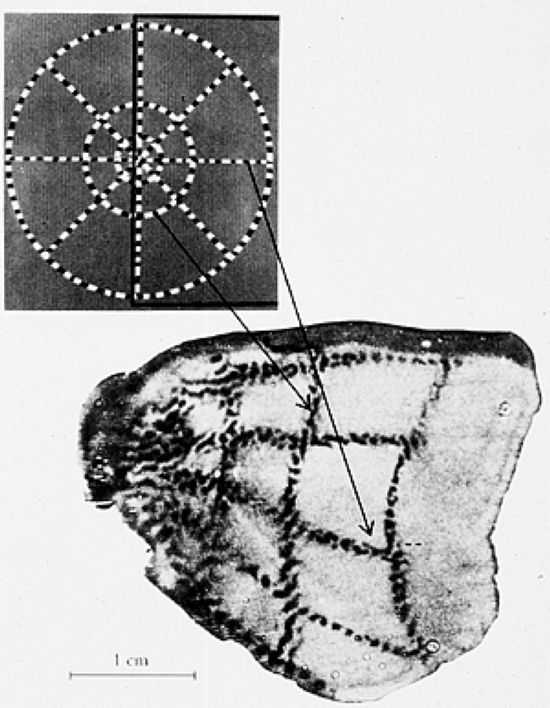 lkb07