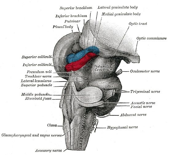 szi09